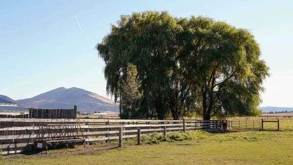 Three willow trees with mountain vista